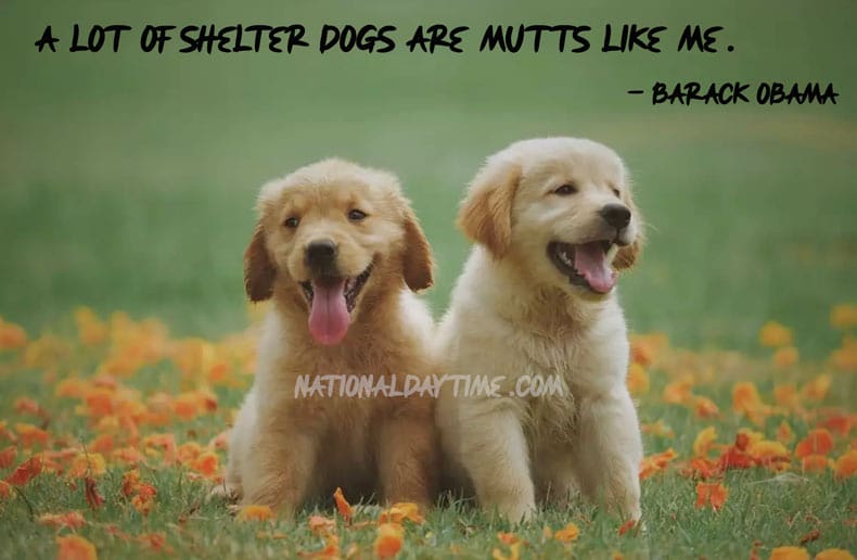 National Dog Day Quotes 2023